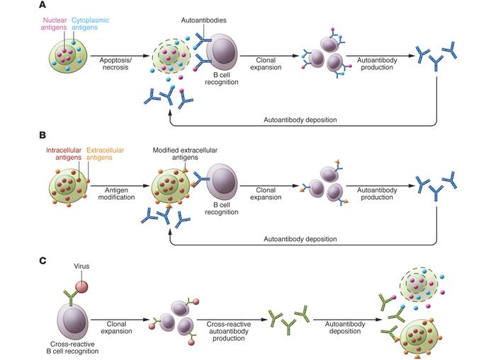 Three models can explain the recognition of intracellular antigens by autoantibodies