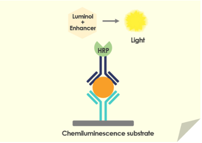 Chemiluminescence Immunoassay