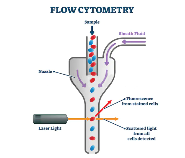 The Principle of Flow Cytometry